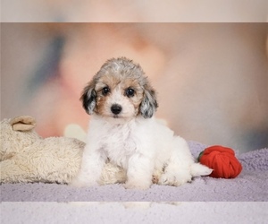 Maltipoo (Miniature) Puppy for sale in PORTSMOUTH, VA, USA
