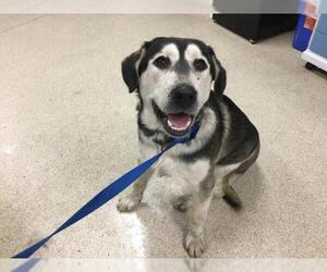 Siberian Husky Dogs for adoption in Riverside, CA, USA