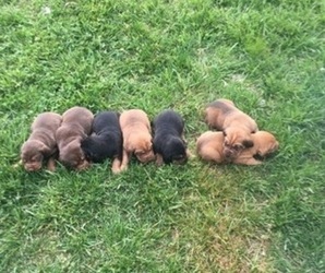 Bloodhound Puppy for sale in GRAVETTE, AR, USA