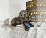 Small #4 Labrador Retriever