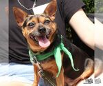 Small #4 Chihuahua Mix