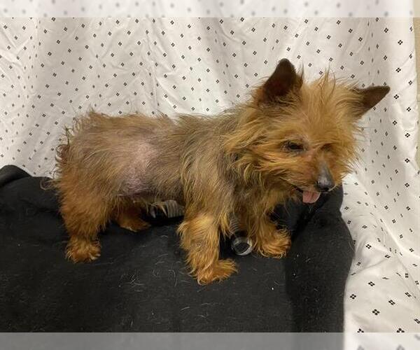 Medium Photo #1 Mutt Puppy For Sale in Modesto, CA, USA