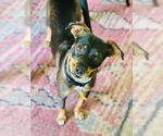 Small #1 Chihuahua Mix