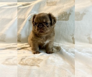 Pug Puppy for sale in NEENAH, WI, USA