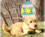 Small Photo #2 Goldendoodle Puppy For Sale in MILFORD, MI, USA