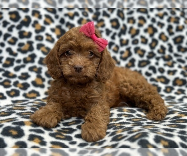Medium Photo #1 Cavapoo Puppy For Sale in LAKELAND, FL, USA