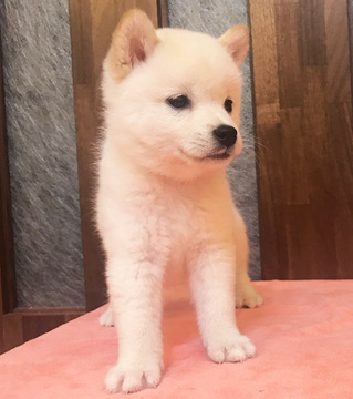 Medium Photo #5 Shiba Inu Puppy For Sale in SAN FRANCISCO, CA, USA