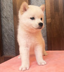 Small Photo #5 Shiba Inu Puppy For Sale in SAN FRANCISCO, CA, USA