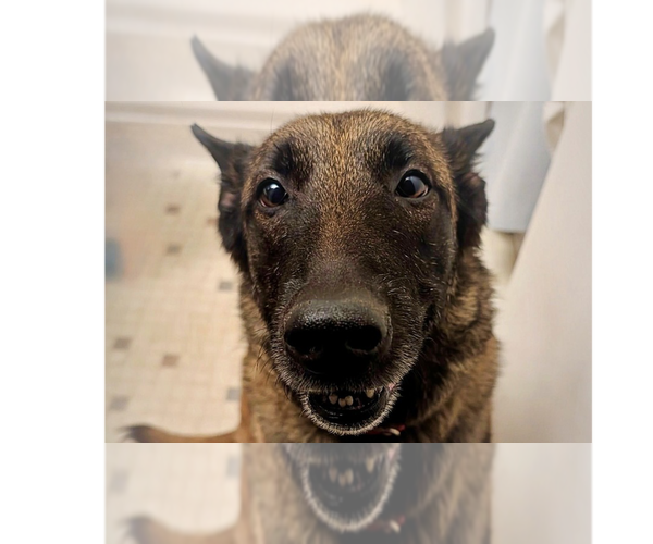 Medium Photo #8 Mutt Puppy For Sale in Imlay City, MI, USA