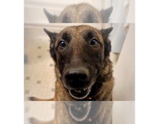 Oakley (Fostered in Michigan) - Female Mutt Dog for Adoption - Photo #8