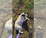 Small #1 Mutt