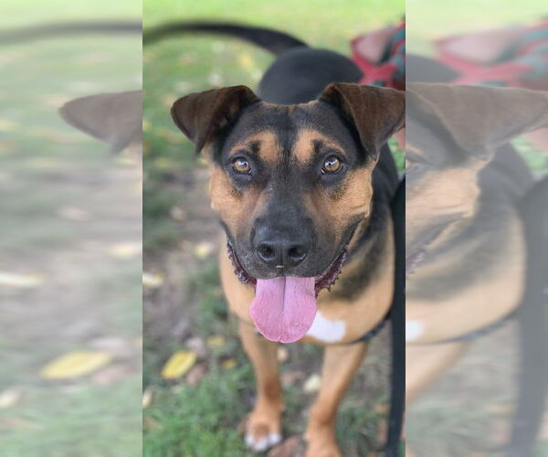 Medium Photo #5 Mutt Puppy For Sale in Elmsford, NY, USA