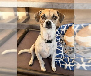 Chihuahua-Unknown Mix Dogs for adoption in Santa Maria, CA, USA