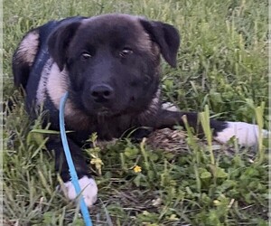 Akita-Labrador Retriever Mix Dog for Adoption in KLONDIKE, Texas USA