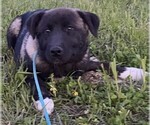 Small Akita-Labrador Retriever Mix