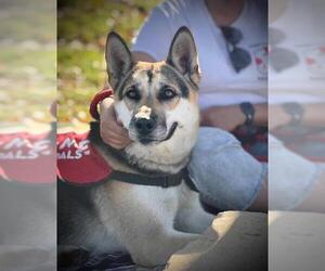 German Shepherd Dog Dogs for adoption in Downey, CA, USA