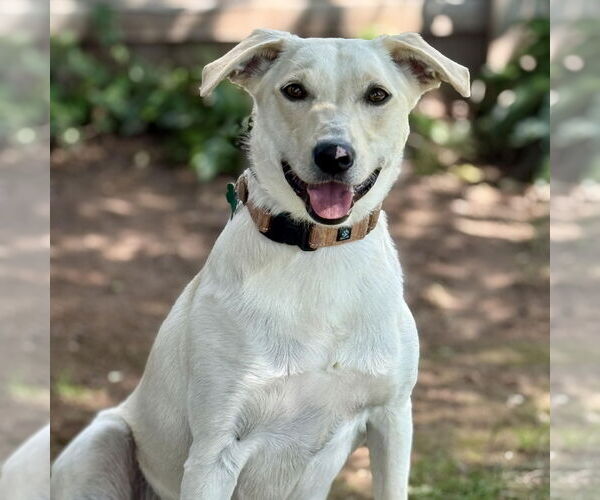 Medium Photo #4 Labrador Retriever-Unknown Mix Puppy For Sale in Cranford, NJ, USA