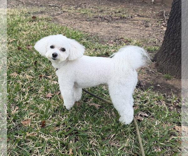 Medium Photo #3 Maltese Puppy For Sale in McKinney, TX, USA