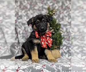 German Shepherd Dog Puppy for sale in OXFORD, PA, USA