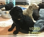 Small Photo #5 Poodle (Standard) Puppy For Sale in ARAB, AL, USA