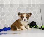 Small #22 Pembroke Welsh Corgi