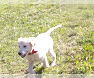English Cream Golden Retriever Puppy for sale in CROSSVILLE, TN, USA