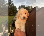 Small Photo #3 Pyredoodle Puppy For Sale in PAULDING, OH, USA
