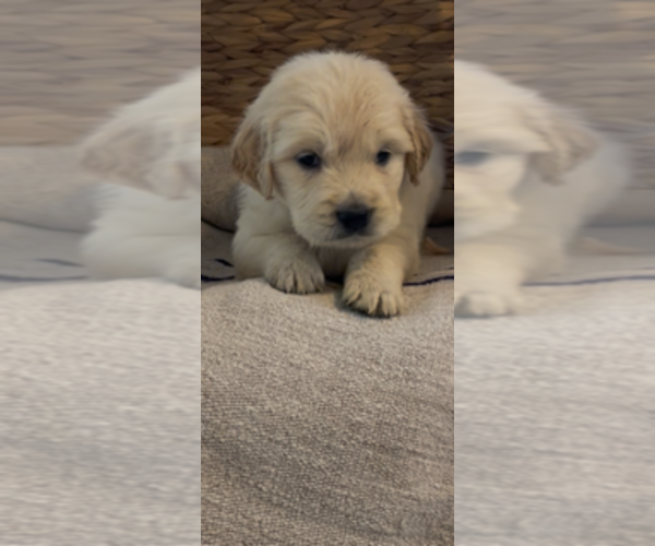 Medium Photo #15 Golden Retriever Puppy For Sale in MERCED, CA, USA