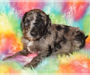 Labradoodle Puppy for sale in LA HABRA, CA, USA