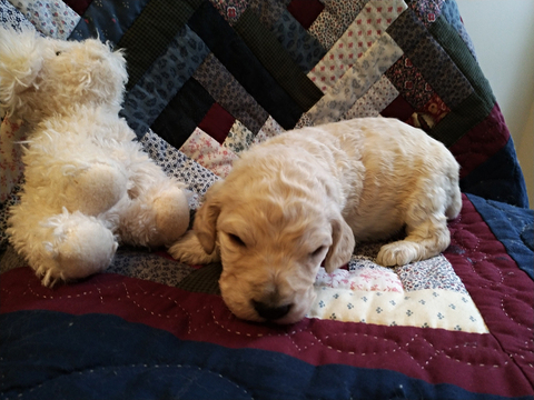 Medium Photo #10 Goldendoodle Puppy For Sale in PELHAM, NH, USA