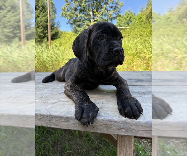 Medium Photo #6 Cane Corso Puppy For Sale in HILLSBORO, OR, USA