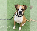Small #3 Boxer