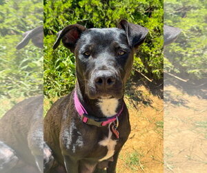 Marilynn - Female Labrador Retriever-Unknown Mix Dog for Adoption - Photo #6