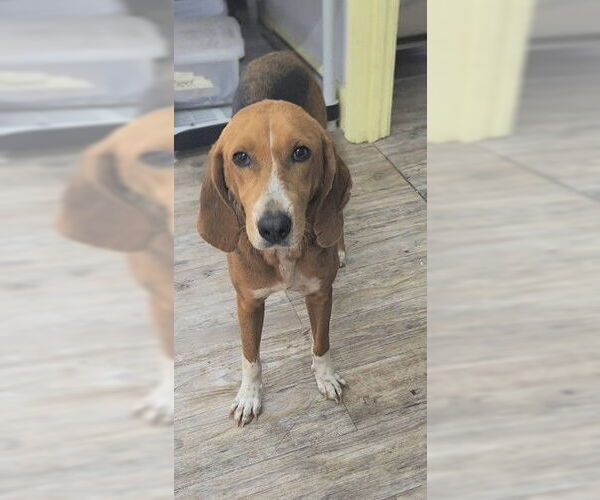 Medium Photo #5 Mutt Puppy For Sale in Murfreesboro, NC, USA