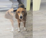 Small #4 Mutt