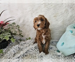 Cavapoo Puppy for Sale in MINERAL POINT, Wisconsin USA