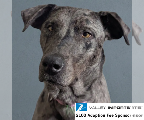 Medium Photo #1 Catahoula Leopard Dog-Unknown Mix Puppy For Sale in Fargo, ND, USA