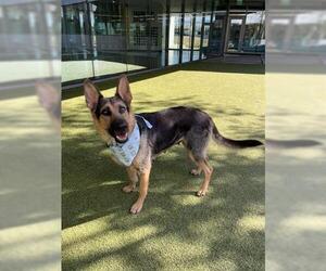 German Shepherd Dog Dogs for adoption in San Martin, CA, USA