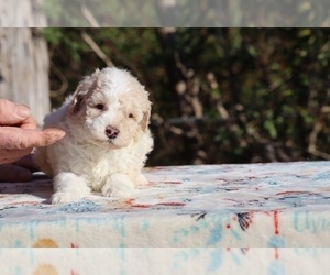 Poodle (Miniature) Puppy for sale in DYERSBURG, TN, USA