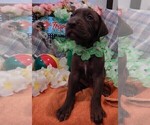 Small Photo #173 Great Dane Puppy For Sale in SPRAGGS, PA, USA
