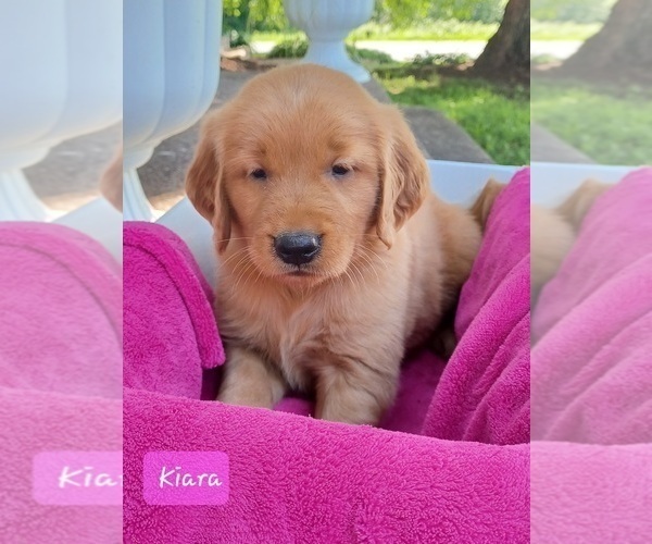 Medium Photo #7 Golden Retriever Puppy For Sale in STANLEY, WI, USA