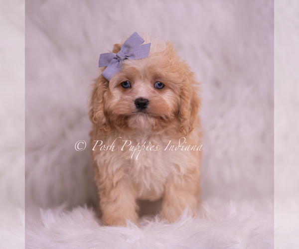 Medium Photo #3 Cavapoo (Miniature) Puppy For Sale in WARSAW, IN, USA