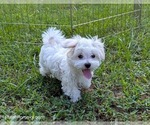 Small #7 Maltese