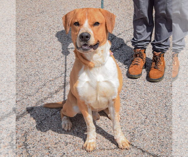 Medium Photo #3 Bulloxer Puppy For Sale in Huntley, IL, USA