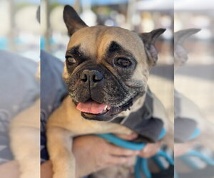 Adora - Female French Bulldog Dog for Adoption - Photo #2