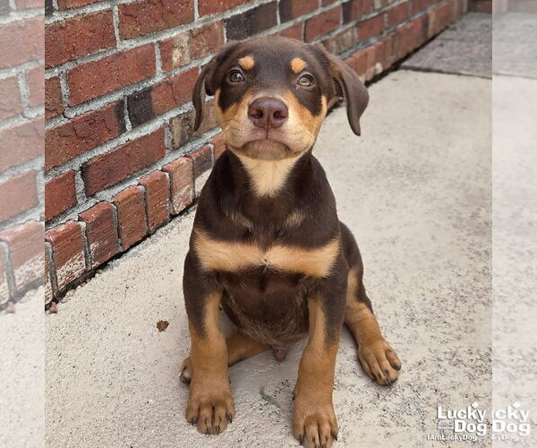 Medium Photo #1 Doberman Pinscher-Unknown Mix Puppy For Sale in Washington, DC, USA