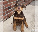 Small Doberman Pinscher Mix