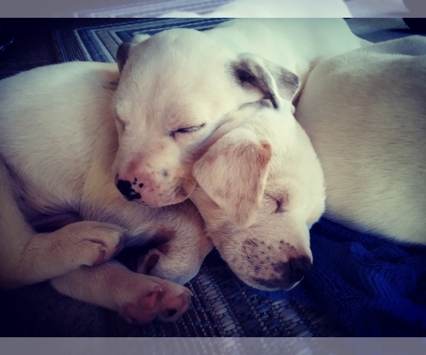 Medium Photo #105 American Pit Bull Terrier-Labrador Retriever Mix Puppy For Sale in MOORESBORO, NC, USA