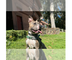 American Pit Bull Terrier-American Staffordshire Terrier Mix Dogs for adoption in Pacifica, CA, USA