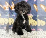 Small #2 Poodle (Standard)